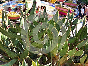 Big cactus in park Port Aventura Spain photo